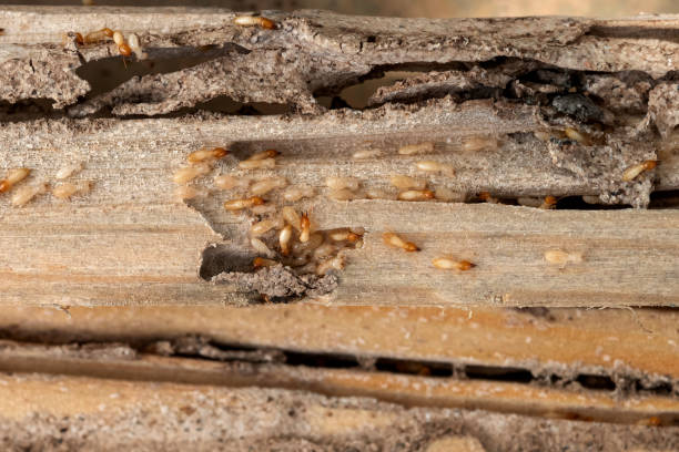 Flea Control Services in Center Point, TX