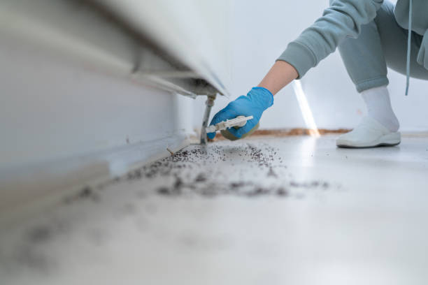 Wasp Removal Services in Center Point, TX